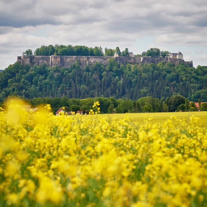 Gelbes Rapsfeld im Vordergrund, im Hintergrund ein bewaldeter Hügel unter bewölktem Himmel.