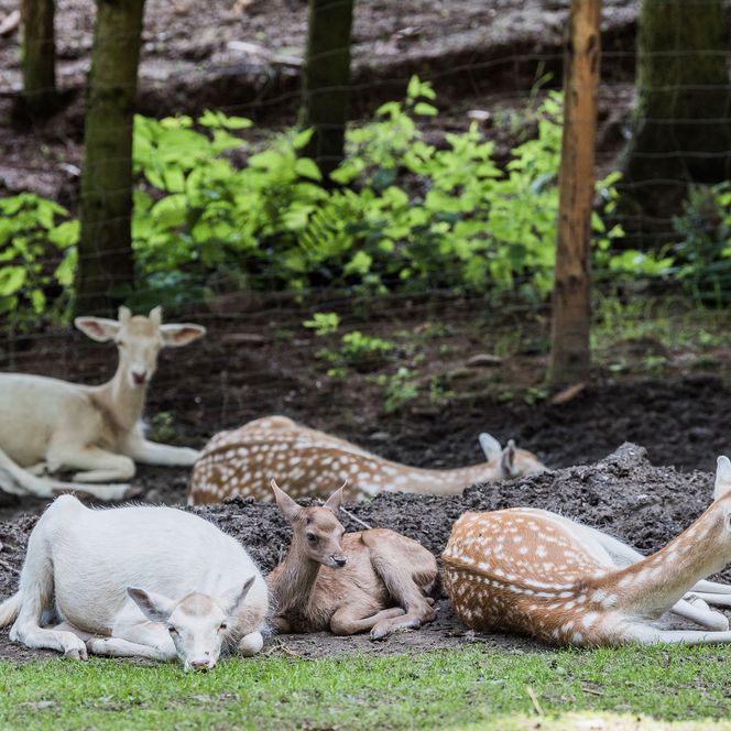 Fünf Rehe liegen entspannt auf dem Boden, umgeben von Bäumen und grünem Gras.