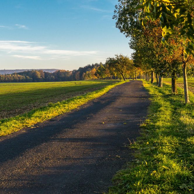Schotterweg zwischen Bäumen, umgeben von Feldern und einem blauen Himmel.