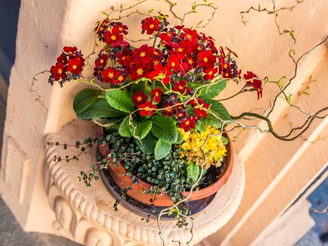Blumentopf an Hauseingang in der historischen Altstadt von Pirna