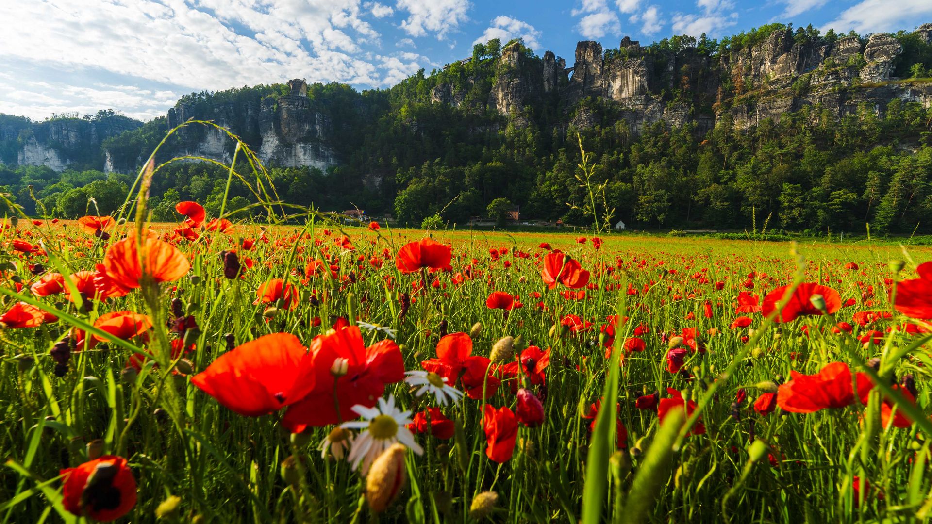 Buntes Feld mit roten Mohnblumen, umgeben von grünen Gräsern und einem blauen Himmel mit Wolken und Blick auf die Bastei.