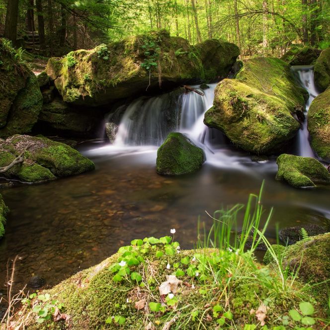 Klares Wasser fließt über moosbedeckte Steine in einem grünen Wald.