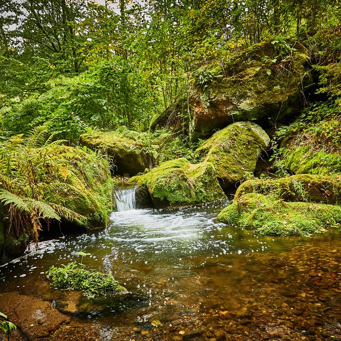 Ein klarer Bach fließt durch eine grüne, bewaldete Landschaft mit üppigem Pflanzenbewuchs.