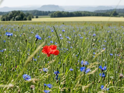 Blumenwiese Malerweg Etappe 2