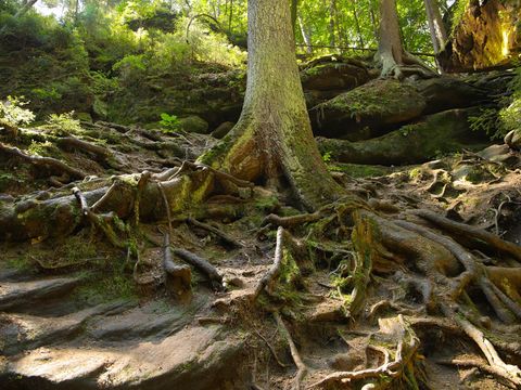 Große Wurzeln eines Baumes, im Hintergrund grüner Wald..