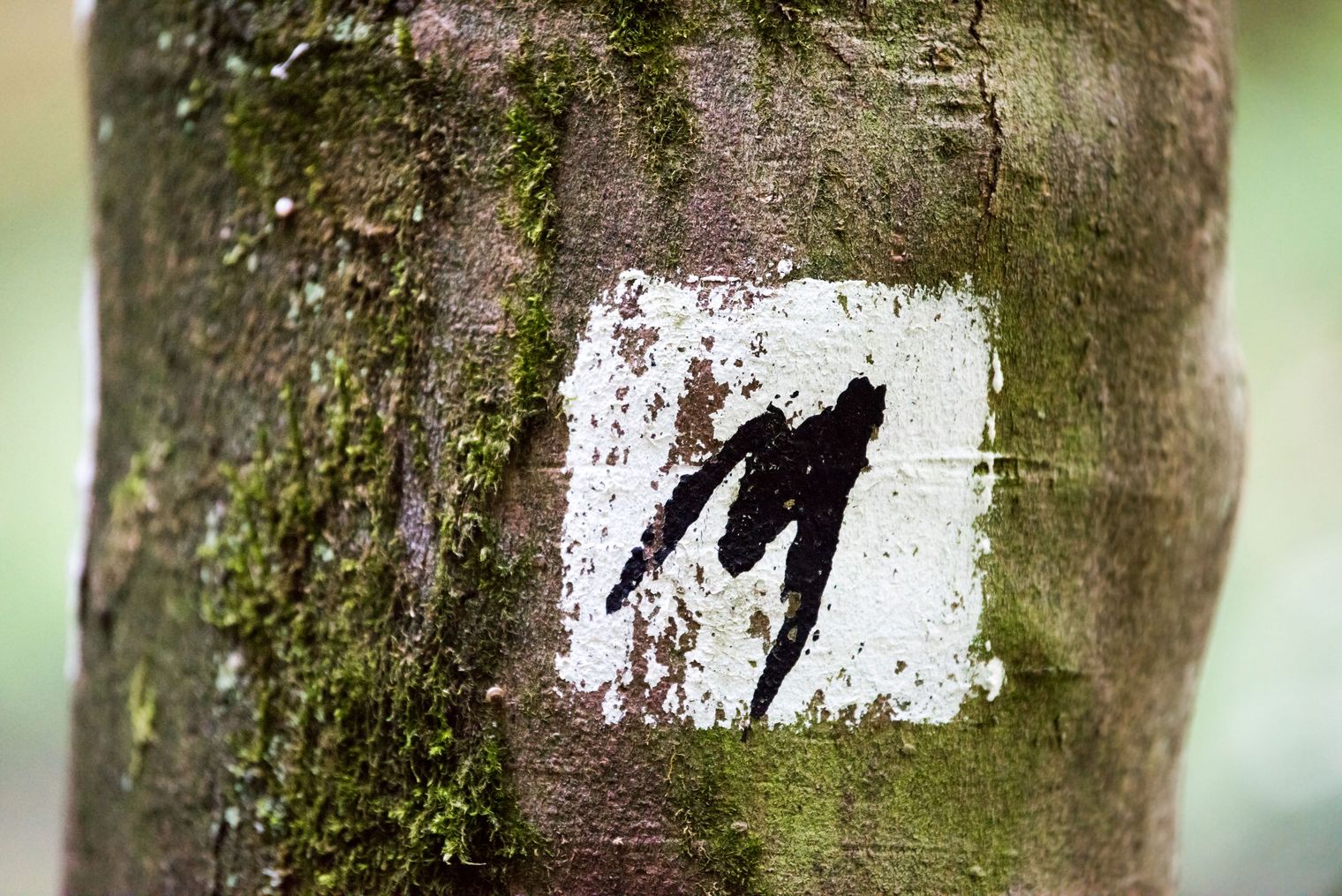 Wegmarkierung geschwungenes, schwarzes M für Malerweg mit weißem Hintergrund an einem Laubbaum.