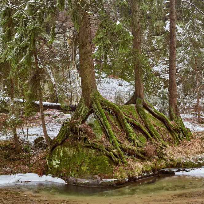 Moosbedeckte Baumstämme stehen an einem schneebedeckten Ufer, umgeben von Nadelbäumen.