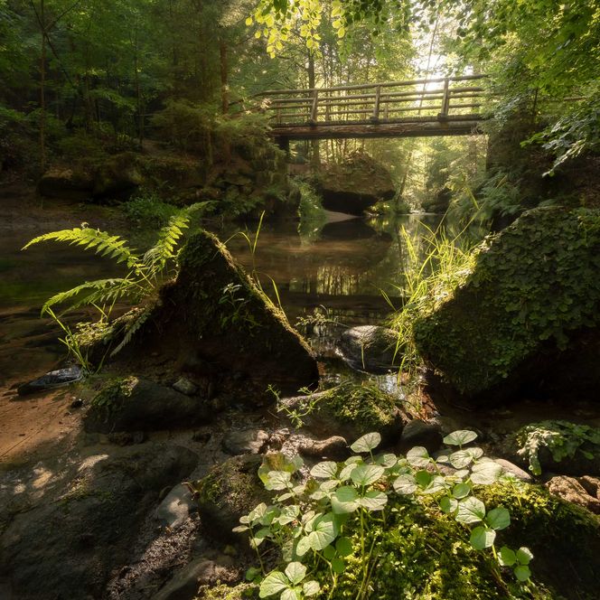 Kirnitzchtal: Grüner Wald mit einem kleinen Fluss, einer Brücke im Hintergrund und Pflanzen im Vordergrund.
