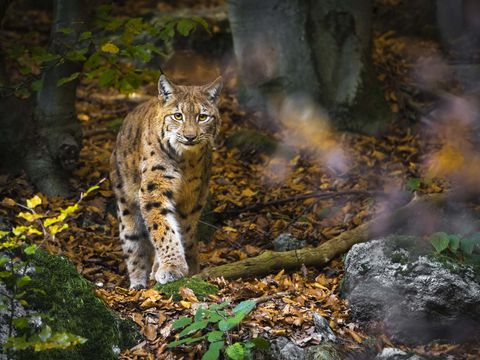 Luchs