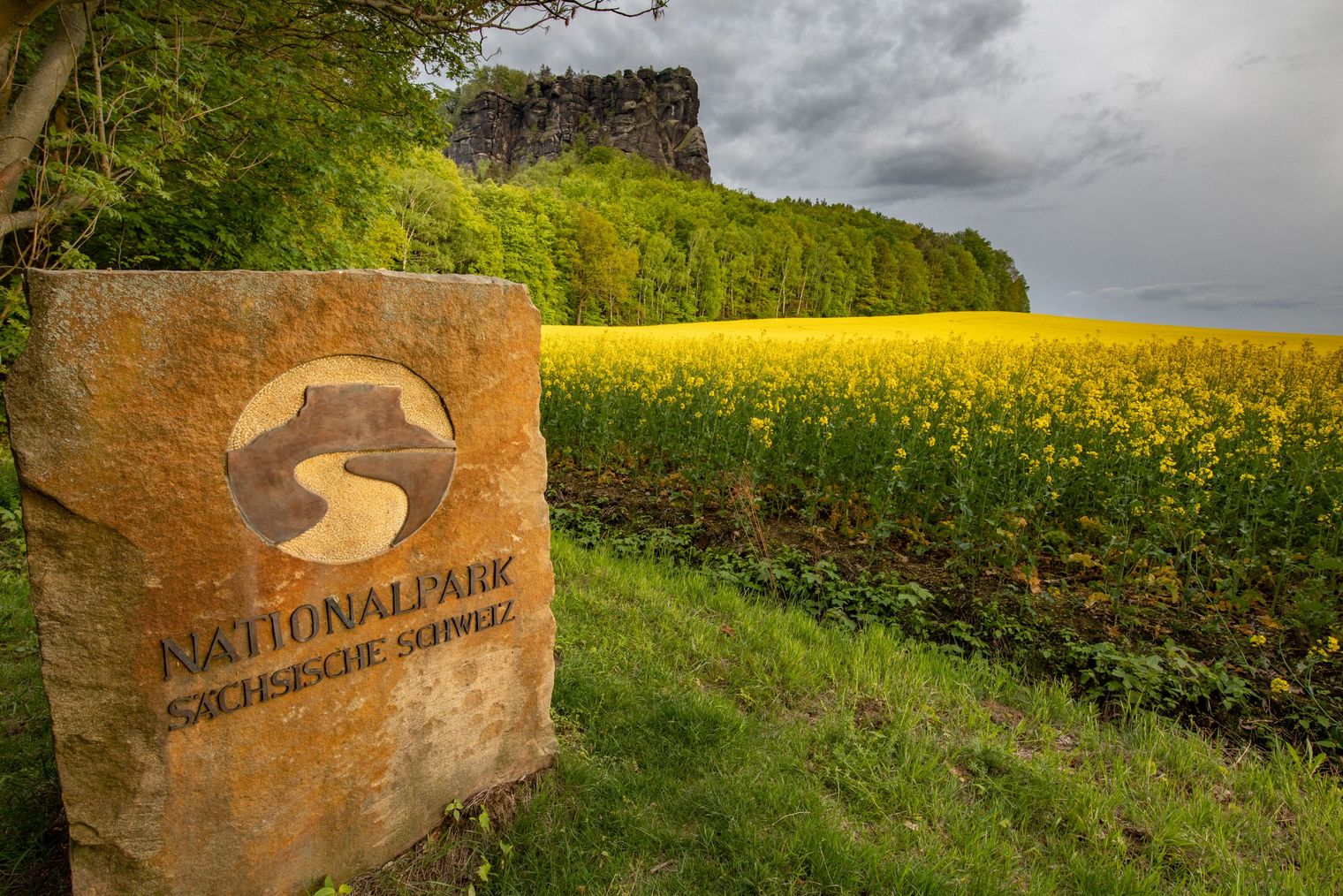 Nationalpark-Stein mit Logo im Vordergrund, Rapsfeld, im Hintergrund Felsen (Lilienstein in der Sächsischen Schweiz)