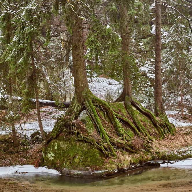 Moosbedeckter Felsen in einem verschneiten Wald, umgeben von Bäumen.
