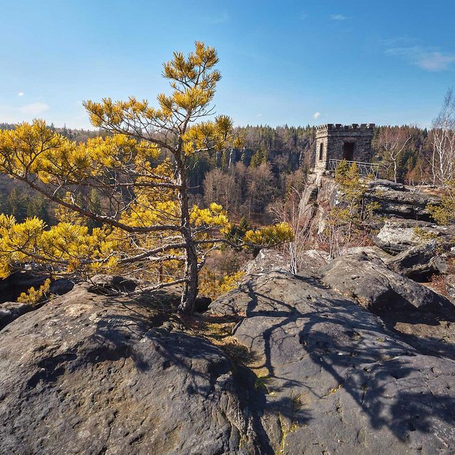 Kleiner Baum mit gelben Blättern wächst auf einem Felsen, im Hintergrund eine felsige Landschaft und blauer Himmel.