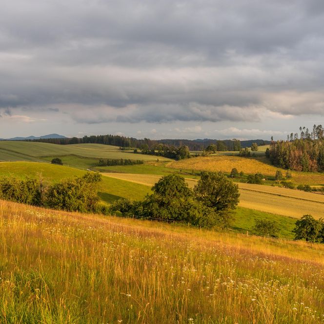Grüne und goldene Felder in Sebnitz unter einem bewölkten Himmel.