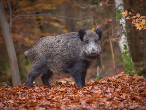 Wildschwein