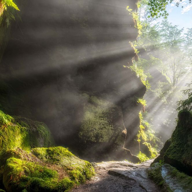 Lichtstrahlen fallen durch eine bewaldete Öffnung, umgeben von grünen Pflanzen und Felsen.