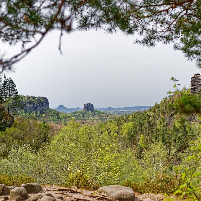 Blick durch Bäume auf eine grüne Landschaft mit Hügeln im Hintergrund.