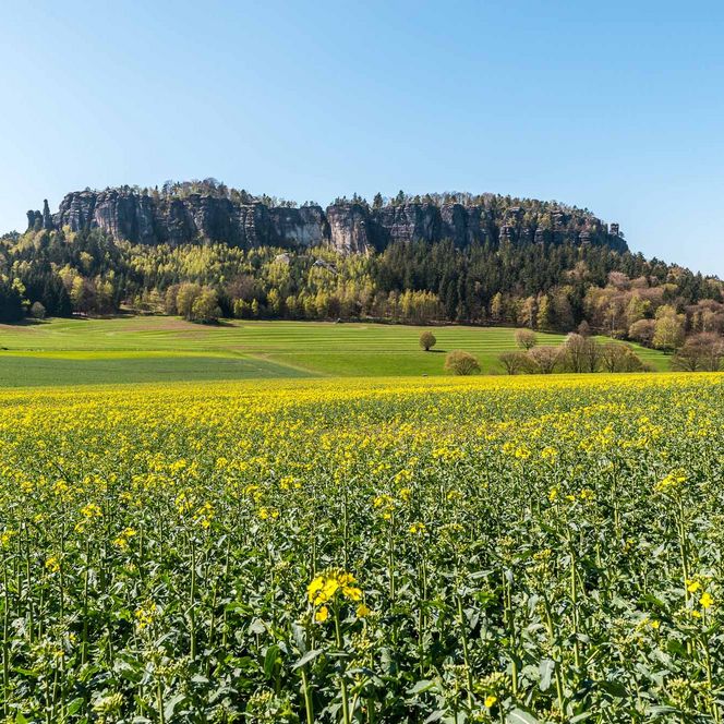 Bunte Wiesen mit gelben Rapsblüten und einem bewaldeten Tafelberg im Hintergrund unter blauem Himmel.