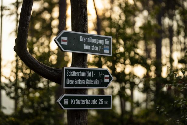 Wegweiser im lichtdurchfluteten Wald.