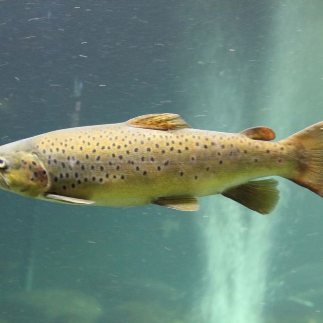 Atlantischer Lachs schwimmt im Wasser, mit gelb-brauner Haut und dunklen Punkten.