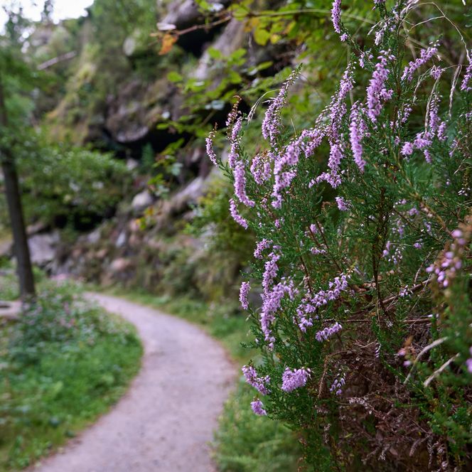 Wanderweg entlang eines Flusses, umgeben von grünen Bäumen und lila blühenden Pflanzen.