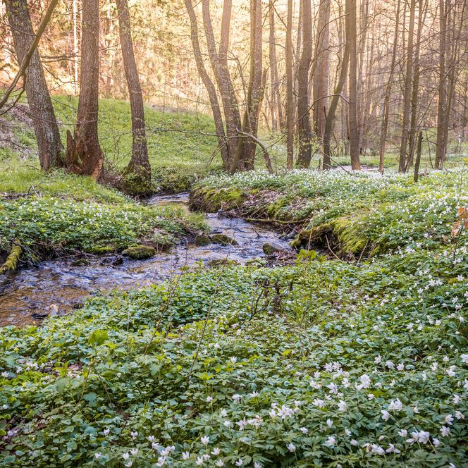 Ein kleiner Bach fließt durch eine grüne Wiese mit blühenden Pflanzen und Bäumen im Hintergrund.