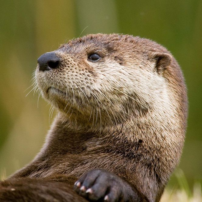 Nahaufnahme eines Otters, der entspannt im Wasser liegt und in die Ferne schaut.
