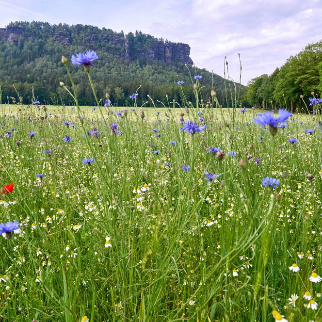 Bunte Wiese mit roten und blauen Blumen, im Hintergrund ein bewaldeter Tafelberg unter einem bewölkten Himmel.