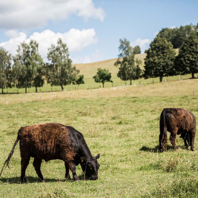 Zwei Kühe grasen auf einer grünen Wiese, umgeben von Bäumen und einem blauen Himmel.