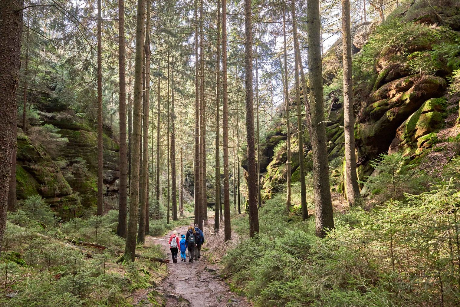 Wanderer gehen einen schmalen Pfad durch einen Wald mit hohen Bäumen und Felsen.