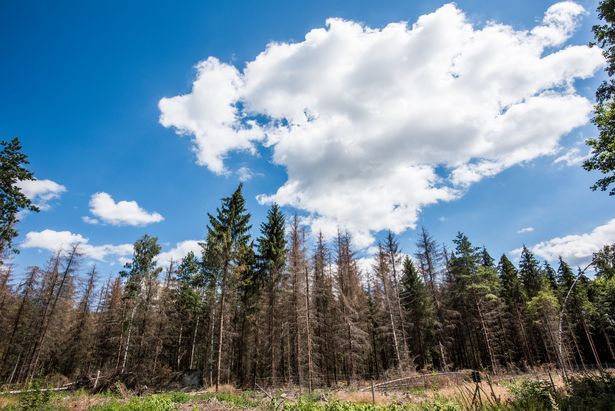 Malerweg Etappe 3 Wald