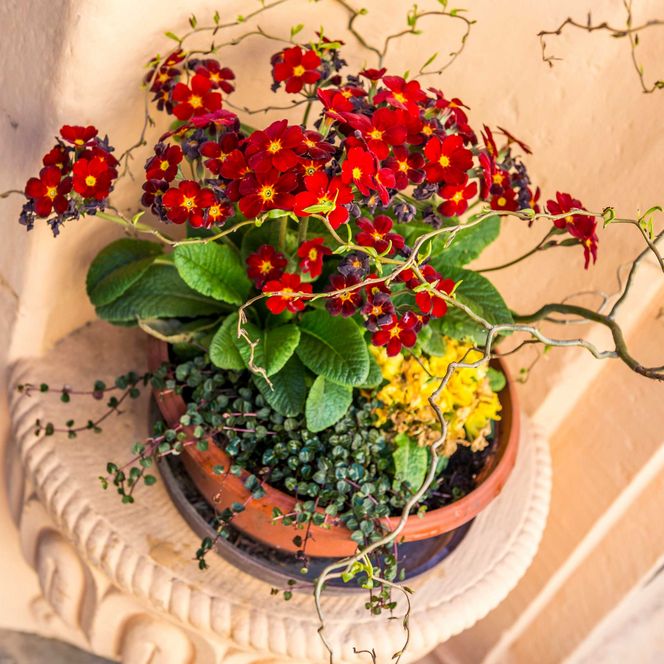 Blumentopf mit roten und gelben Blumen sowie grünen Blättern, auf einer steinernen Ablage.