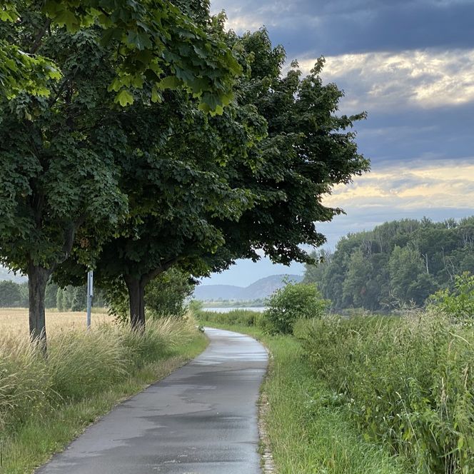 Landschaft mit einem schmalen Weg, gesäumt von Bäumen und Wiesen unter einem bewölkten Himmel.