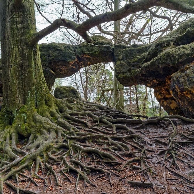 Verwobene Baumstämme mit sichtbaren Wurzeln in einem Wald, rund um ein kleines Felsentor.