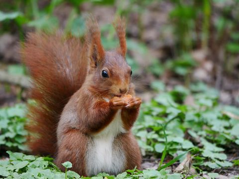 Eichhörnchen