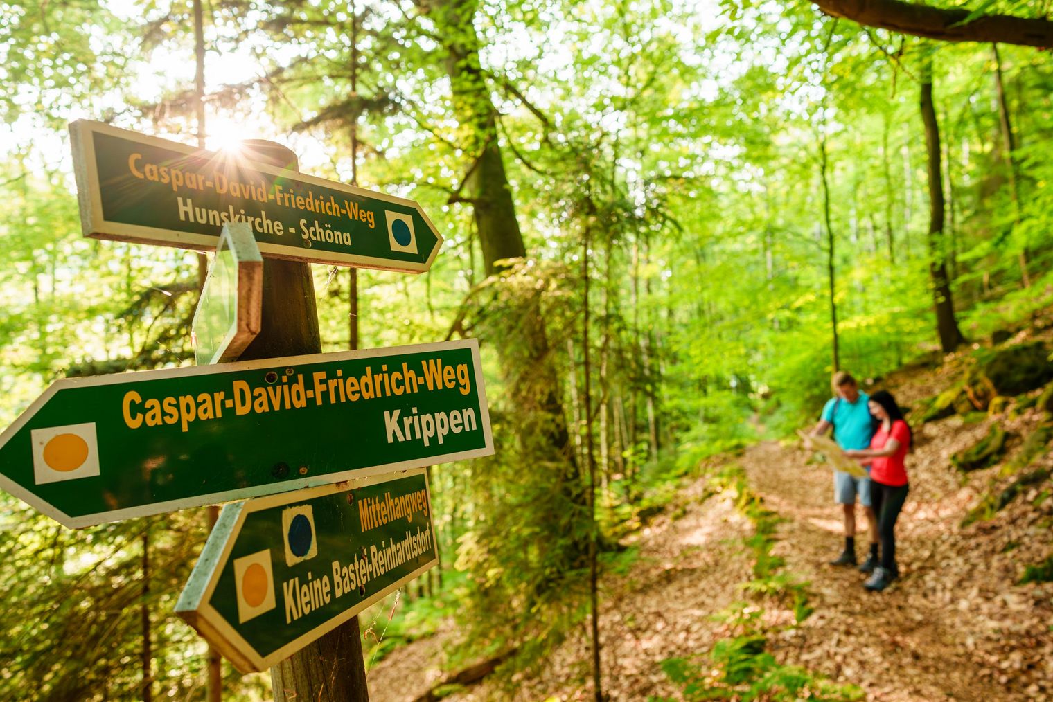 Wanderer stehen auf einem Waldweg neben mehreren Wegweisern in grüner Umgebung.