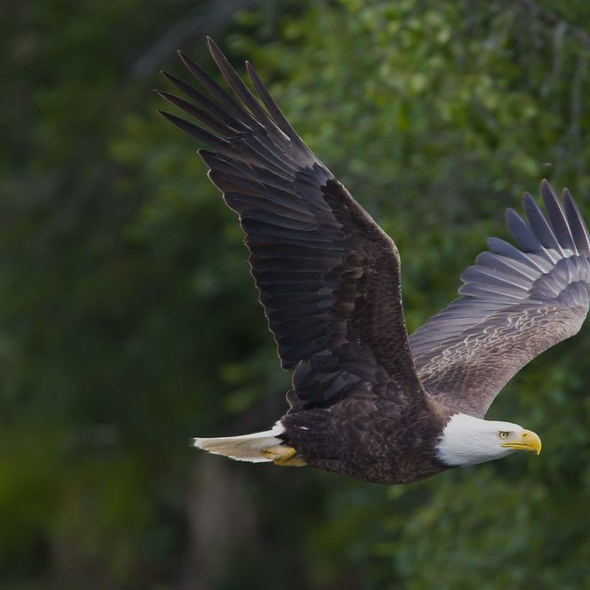 Weißkopfseeadler fliegt vor grünem Hintergrund.