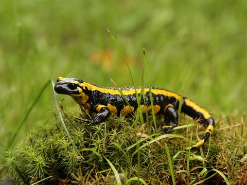 Feuersalamander