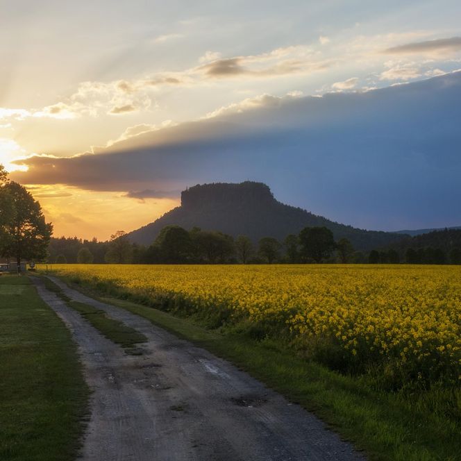 Sonnenuntergang über einem Feld mit gelben Blumen und einem Hügel im Hintergrund.