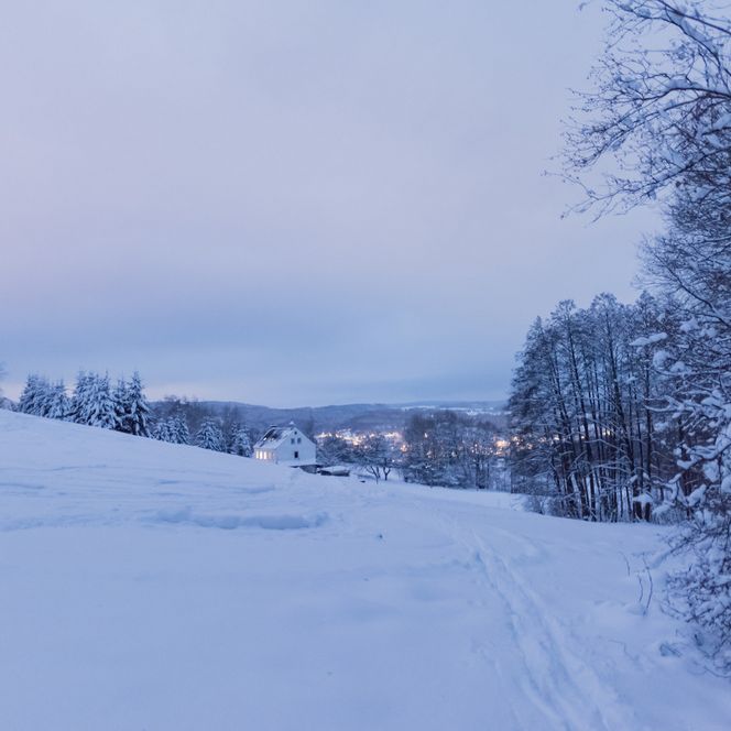 Eine Gruppe von Rehen steht im Schnee, einige haben Geweih, andere sind weiß und braun gefleckt.