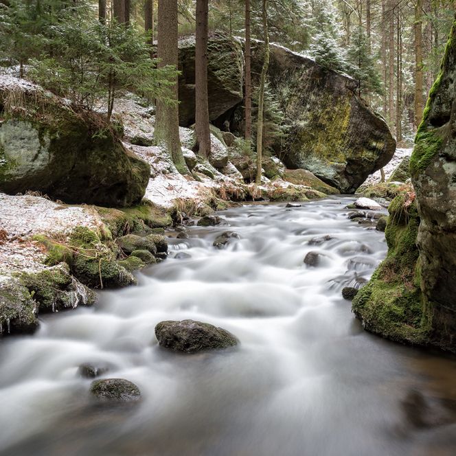 Ein ruhiger Fluss fließt zwischen moosbedeckten Felsen und Bäumen in einem Wald.