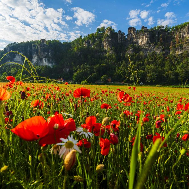 Rote Mohnblumen blühen in einem Feld, umgeben von grünen Wiesen und Felsen unter einem blauen Himmel.