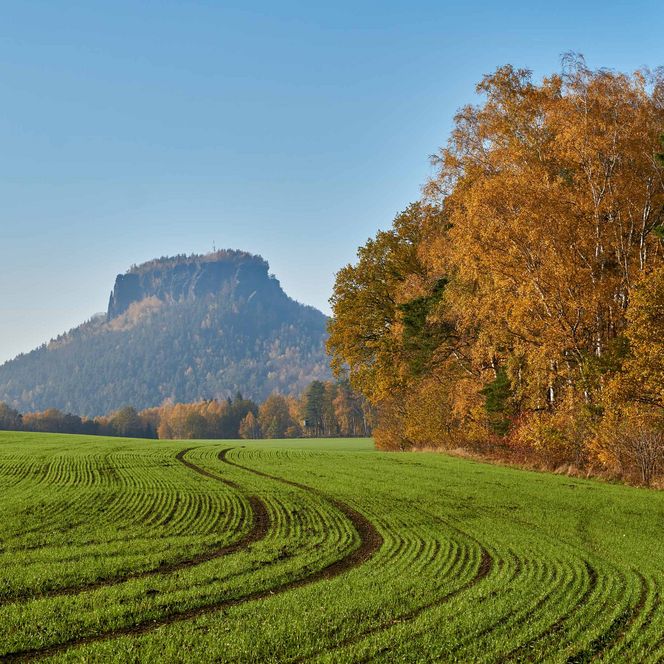 Grünes Feld mit Spuren, im Hintergrund ein Berg und Bäume mit herbstlichen Farben.