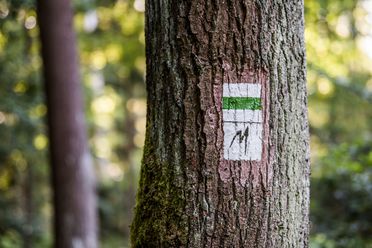 Waldweg-Schild an einem Baum mit grüner und roter Markierung sowie einer Wanderfigur.