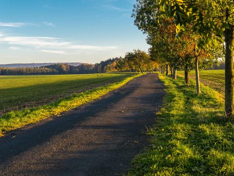 Landweg entlang von Feld, rechts Baumreihe, von Sonne angestrahlt.