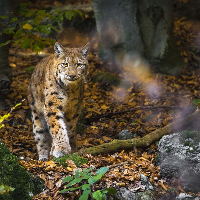 Luchs geht durch einen herbstlichen Wald mit buntem Laub und moosbedeckten Steinen.