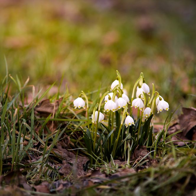 Weiße Schneeglöckchen blühen zwischen grünem Gras und braunen Blättern.