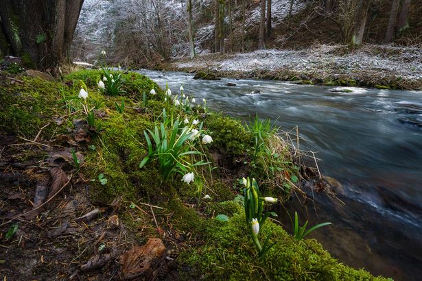 Waldweg durch Märzenbecher-Blütenfeld im Polenztal.