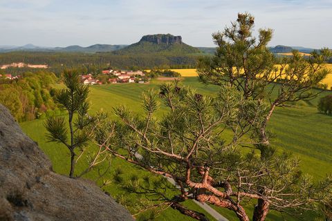 Im Vordergrund gruene Baeume und Felder, im Hintergrund der markante Lilienstein unter blauem Himmel.