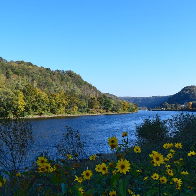 Blick auf die Elbe, umgeben von grünen Hügeln und gelben Sonnenblumen im Vordergrund.