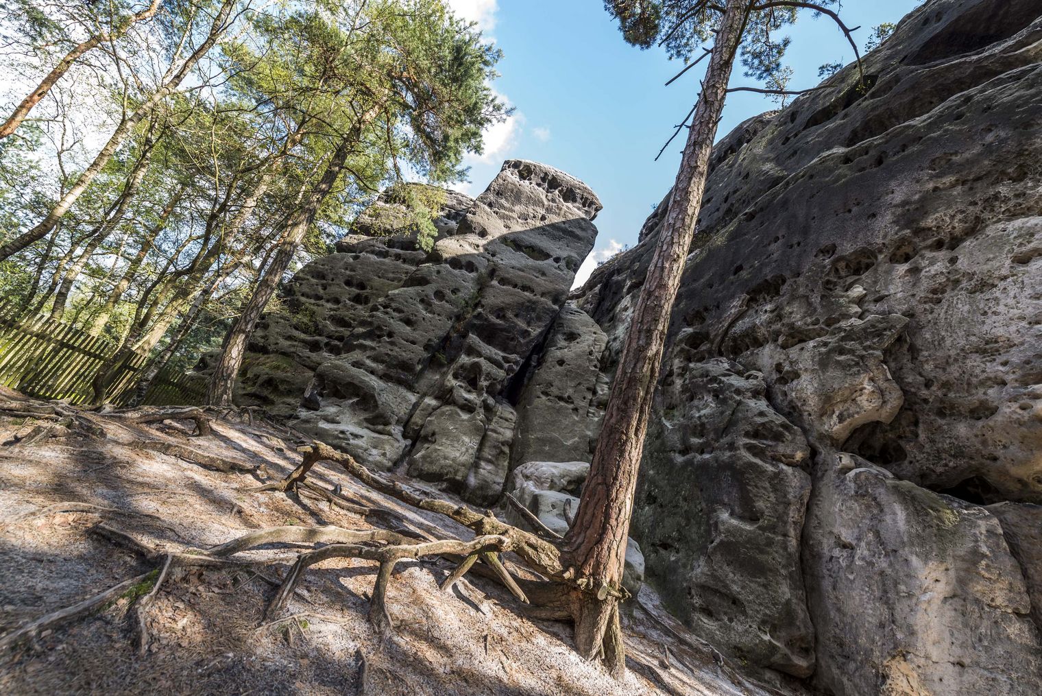 Hohe Felsen umgeben von Bäumen und einem blauen Himmel. Sandiger Boden mit Wurzeln im Vordergrund.